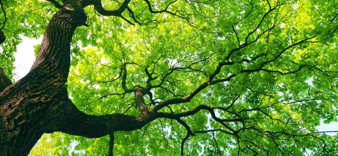 image from Los arbres